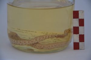 Zamenus Situla (Ev Yılanı)