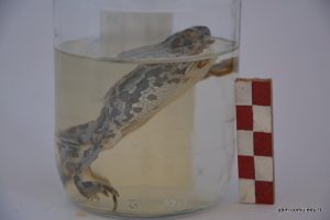 Bufotes Variabilis (Bufo Viridis) - Gece Kurbağası