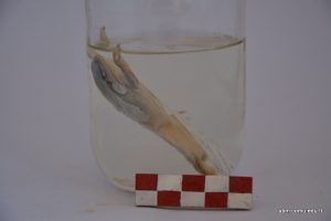 Hyla Arborea (Ağaç Kurbağası)