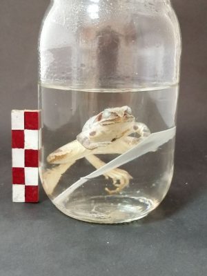 Rana Ridibundus (Ova Kurbağası)