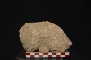 Vaccinite Loftusi Woodward