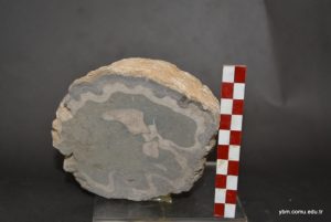 Vaccinite Loftusi Woodward