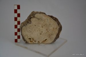 Vaccinites Ultimus Milovanovic