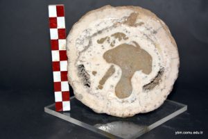 Vaccinites Vesiculosus Woodward