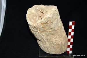 Pironaea Polystyla Pirona