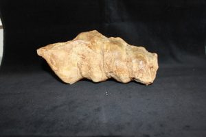 Campanile Lachesis (Bayan)