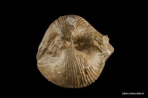 Cardium(Trachycardium) Gigas Defrance