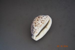 Cypraea Pantherina (Lightfoot)