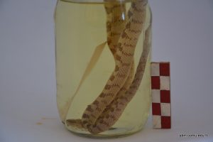 Dolicophis Caspius (Hazer Yılanı) - Rare Snake Species