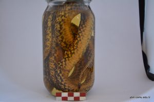 Elaphe Sauramates (Sarı Yılan)