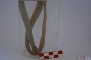 Eirenis Modestus (Uysal Yılan)