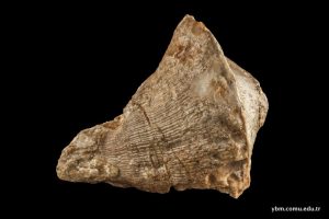 Hippurites (Orbignya) Colliciatus Goldfuss