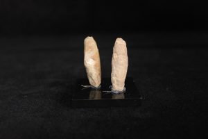 Loftusia Elongata Cox