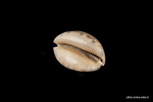 Luria Lurida (Linnaeus)