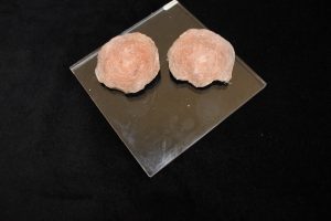 Nummulites Millecaput