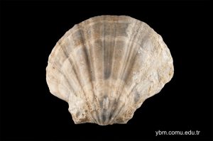 Pecten