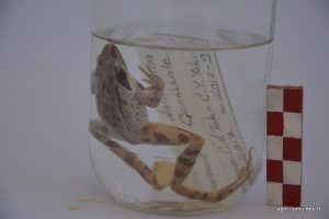 Rana Dalmatina (Çevik Kurbağa)