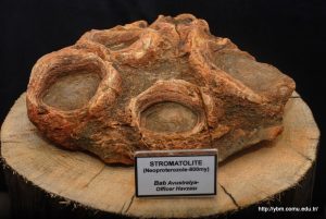 Stromatolite