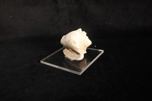 Strombus Corronatus Defrance