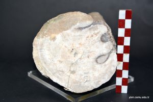 Vaccinites Loftusi Woodward