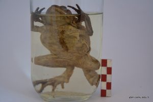 Bufo Bufo (Siğilli Kurbağa)