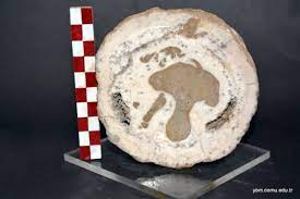 Gorjanovicia Costata Polsak