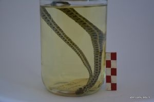 Natrix Natrix (Yarı sucul yılan)