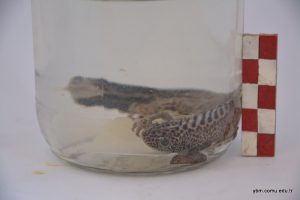 Ommatotriton Ophryticus  ( Triturus Vittatus) - Şeritli Karadeniz Semenderi