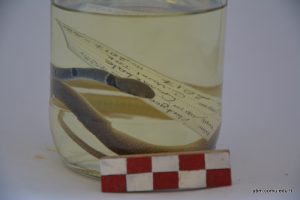 Platceps Collaris (Toros Yılanı)