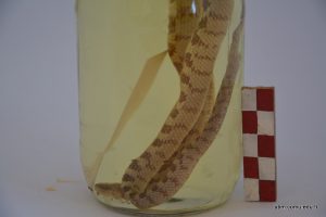 Telescopus Fallax (Kedi Gözlü Yılan)