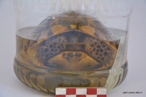 Testudo Graeca (Tosbağa)