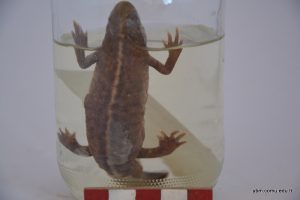 Triturus Karelinii - Pürtüklü Semender