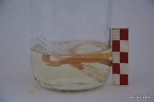 Xerotyphlops (Typhilops) Vermicularis (Kör Yılan)