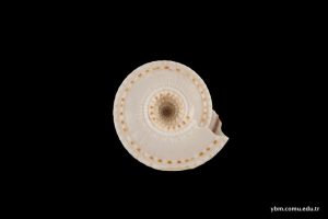 Architectonica Perspectiva (Linneaus)