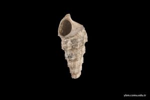 Avimactra Karabugasica