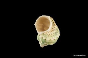 Bathybembix Humboldti Rehder