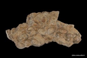 Brotia (t.) escheri (Brogniart)