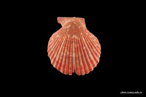 Chlayms Varia Limaes