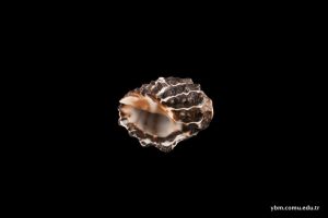 Morula Granulata (Duclas)