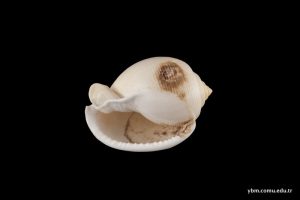 Phalium Saburon (Bruguiere)