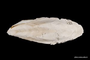 Sepia Officinalis Linnaeus