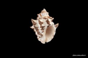 Thais Savigny (Deshayes)