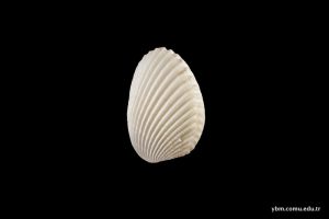 Trachycardium Flavum (Linnaeus)