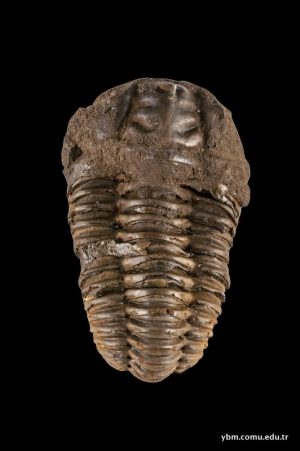 Trilobit (Trilobita)