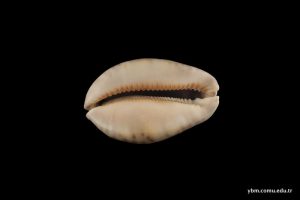 Luria Lurida (Linnaeus)