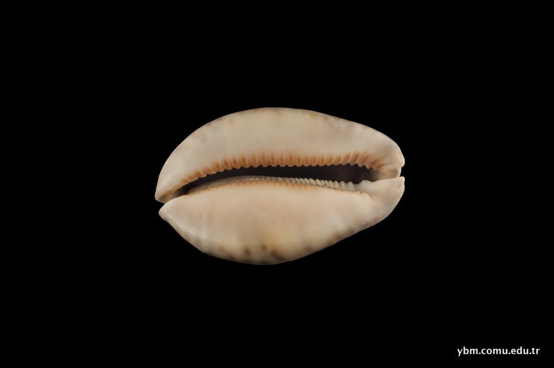 nimble_asset_DSC9960-1